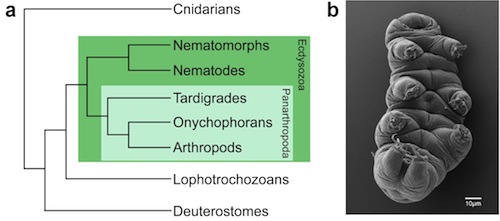 Ecdysozoan phylogeny (left) and adult tardigrade (right)